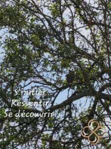 reiki formation jura isabelle bernard